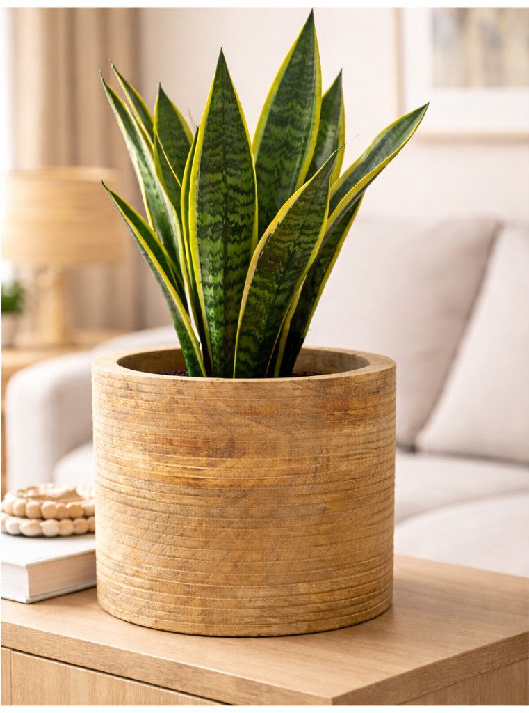finehomegarden Blumentopf Übertopf Holz "DOST" natur Blumentopf Ø15cm H11,5cm +H14,5cm (1 St), Pflanzengefäß Holz natur für Innenbereich – Blumentopf 2Größen wählbar