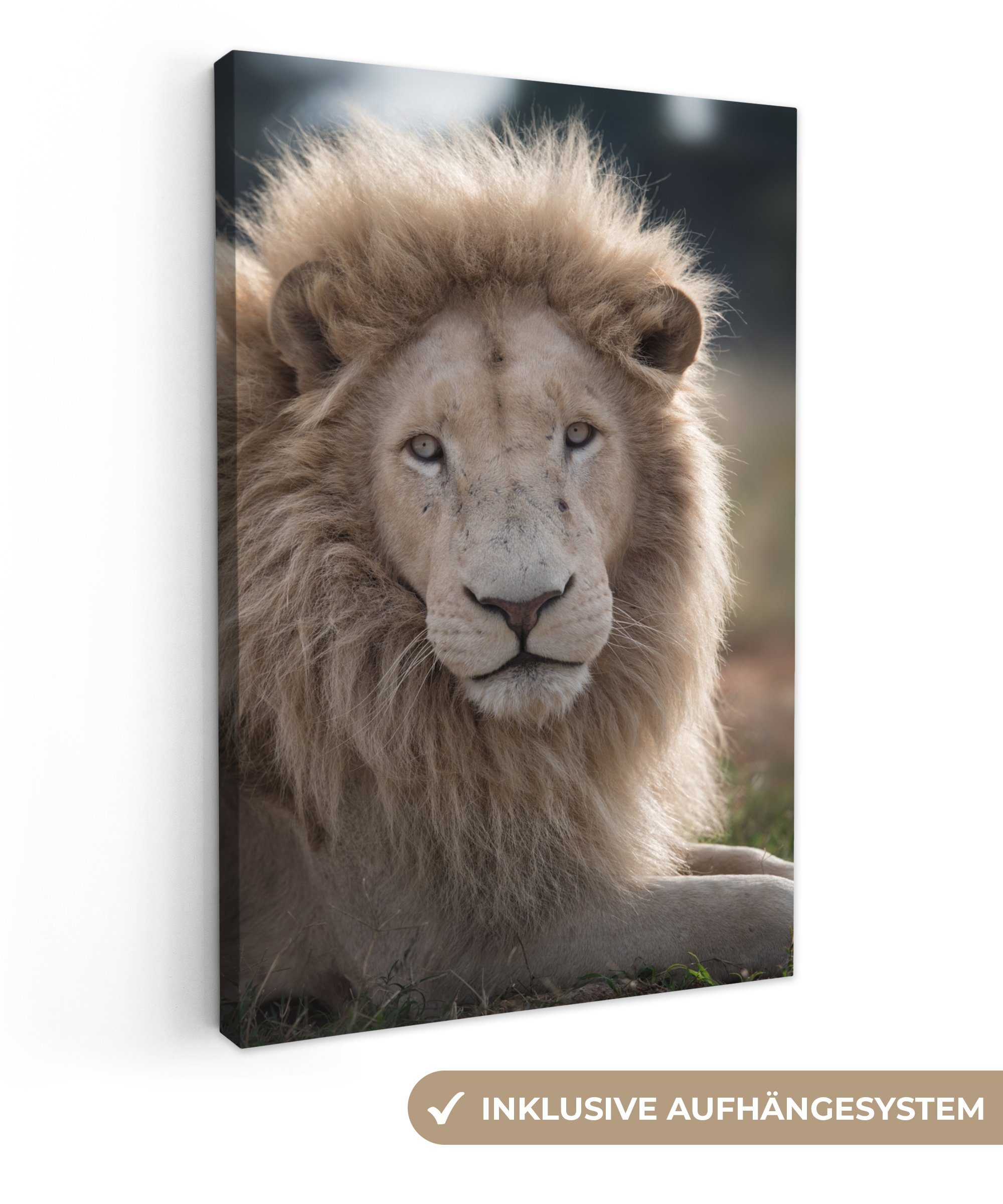 OneMillionCanvasses® Leinwandbild Löwe - Tier - Weiß, (1 St), Leinwandbild fertig bespannt inkl. Zackenaufhänger, Gemälde, 20x30 cm