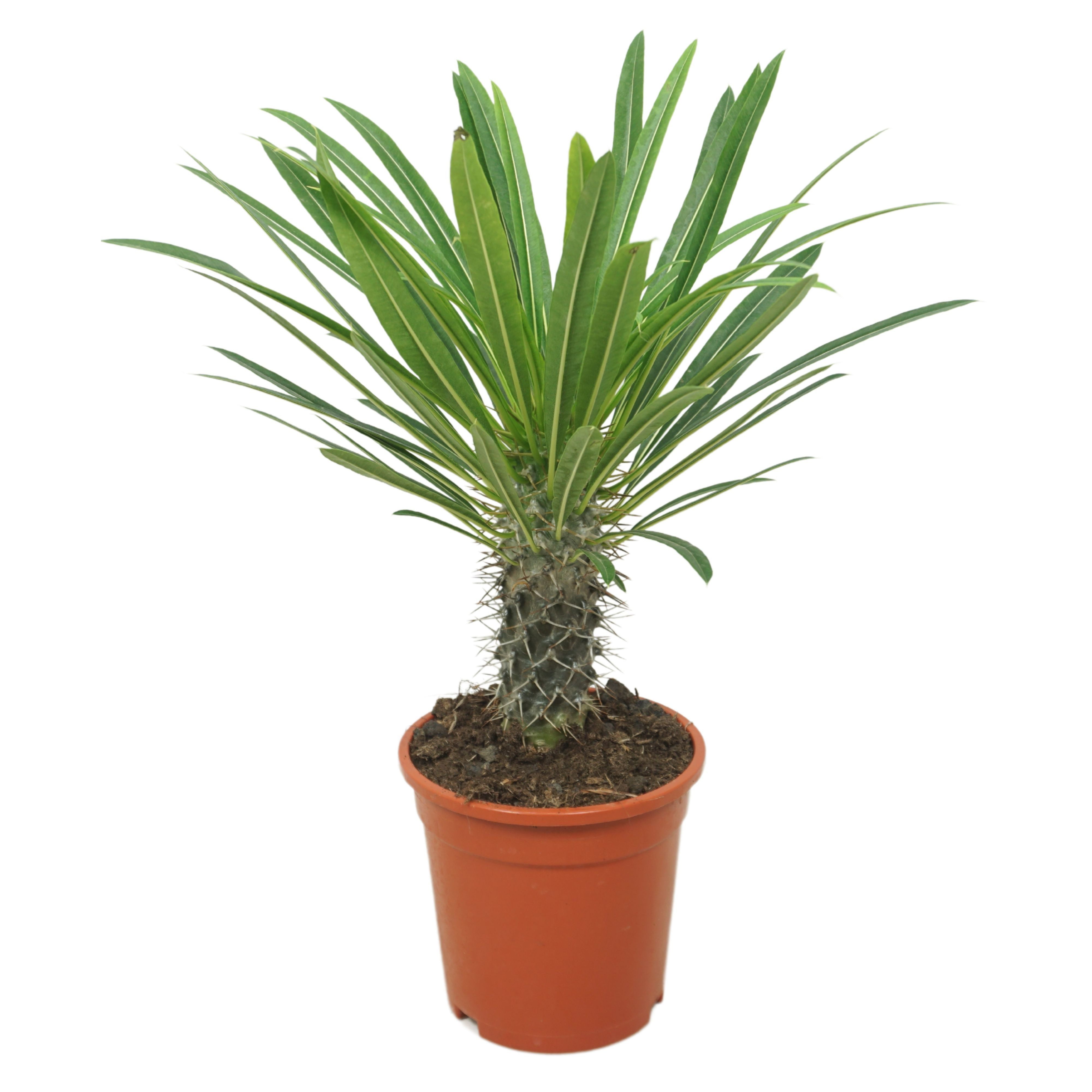 meinvipshop Zimmerpflanze Palme Madagaskarpalme Pachypodium lamerei 45cm günstig online kaufen