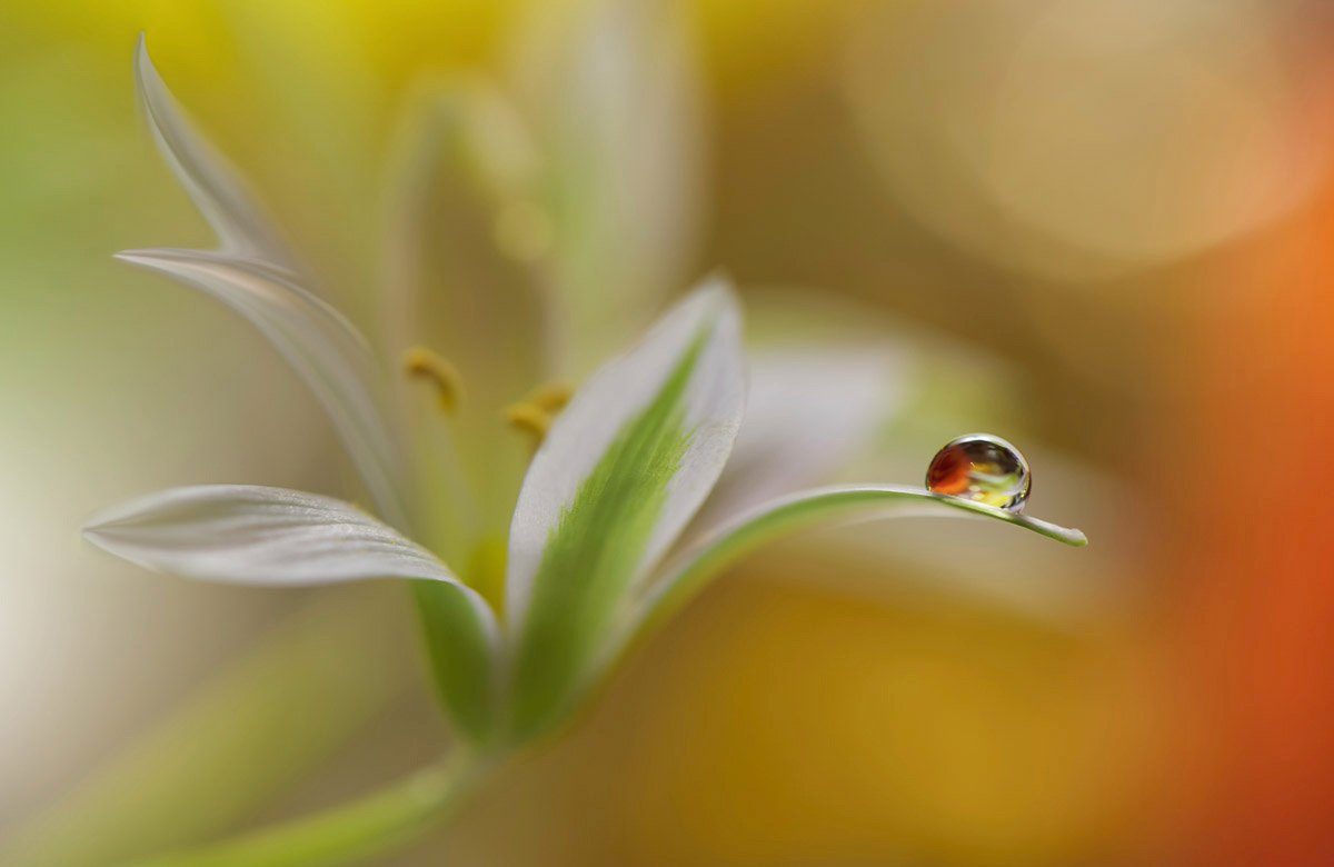 Papermoon Fototapete Zen Wassertropfen mit Blume Makro | Fototapeten