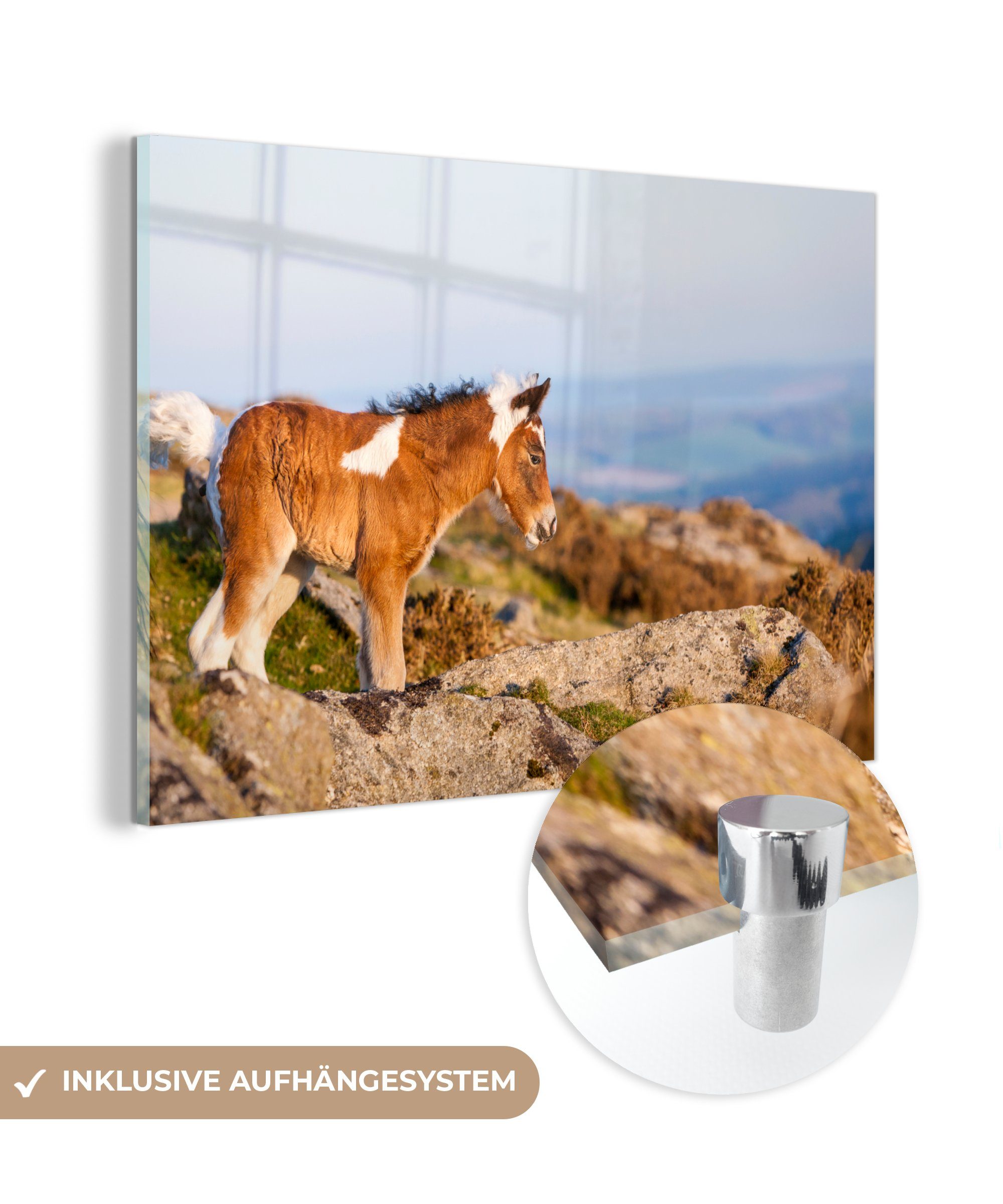 MuchoWow Acrylglasbild Pferde - Dartmoor - Fohlen - Gebirge, (1 St), Acrylglasbilder Wohnzimmer & Schlafzimmer