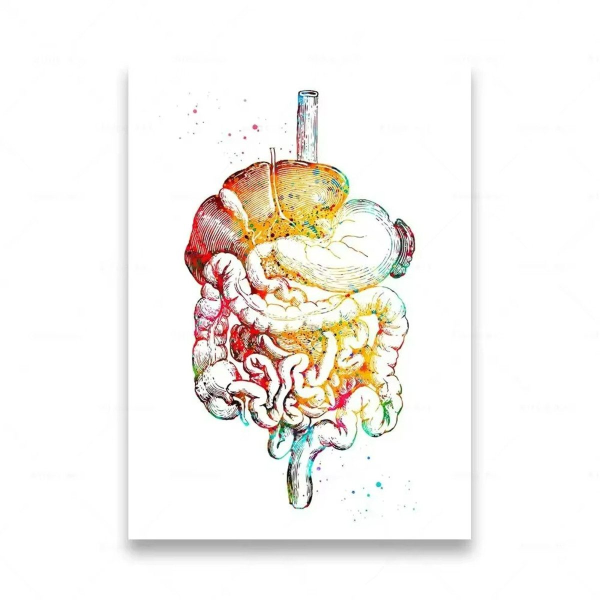 TPFLiving Kunstdruck (OHNE RAHMEN) Poster - Leinwand - Wandbild, Menschliche Anatomie, Wirbelsäule, Herz, Gehirn, Zähne, HD-Leinwand (Leinwandbild XXL), Farben: Orange, Rot, Blau, Schwarz, Weiß, Rosa -Größe: 40x60cm