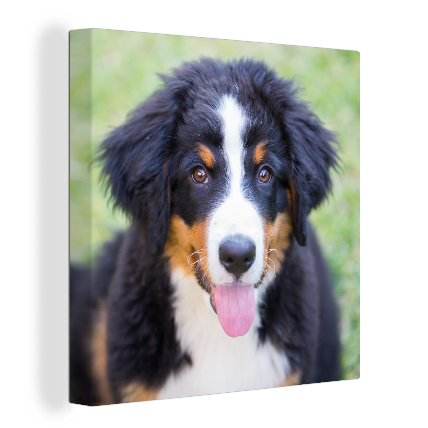 OneMillionCanvasses® Leinwandbild Berner Sennenhund auf der grünen Wiese, (1 St), Leinwand Bilder für Wohnzimmer Schlafzimmer