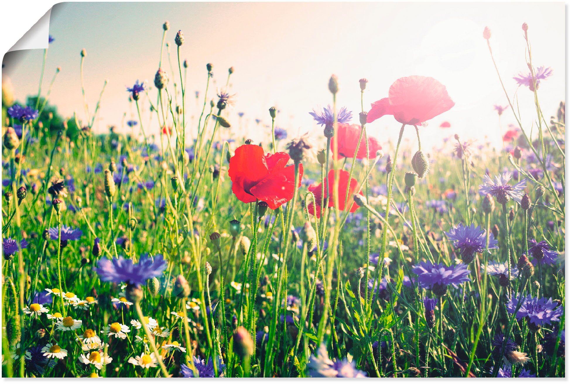 Artland Wandbild Mohnblume im Feld, Blumen (1 St), als Alubild, Leinwandbild, Wandaufkleber oder Poster in versch. Größen