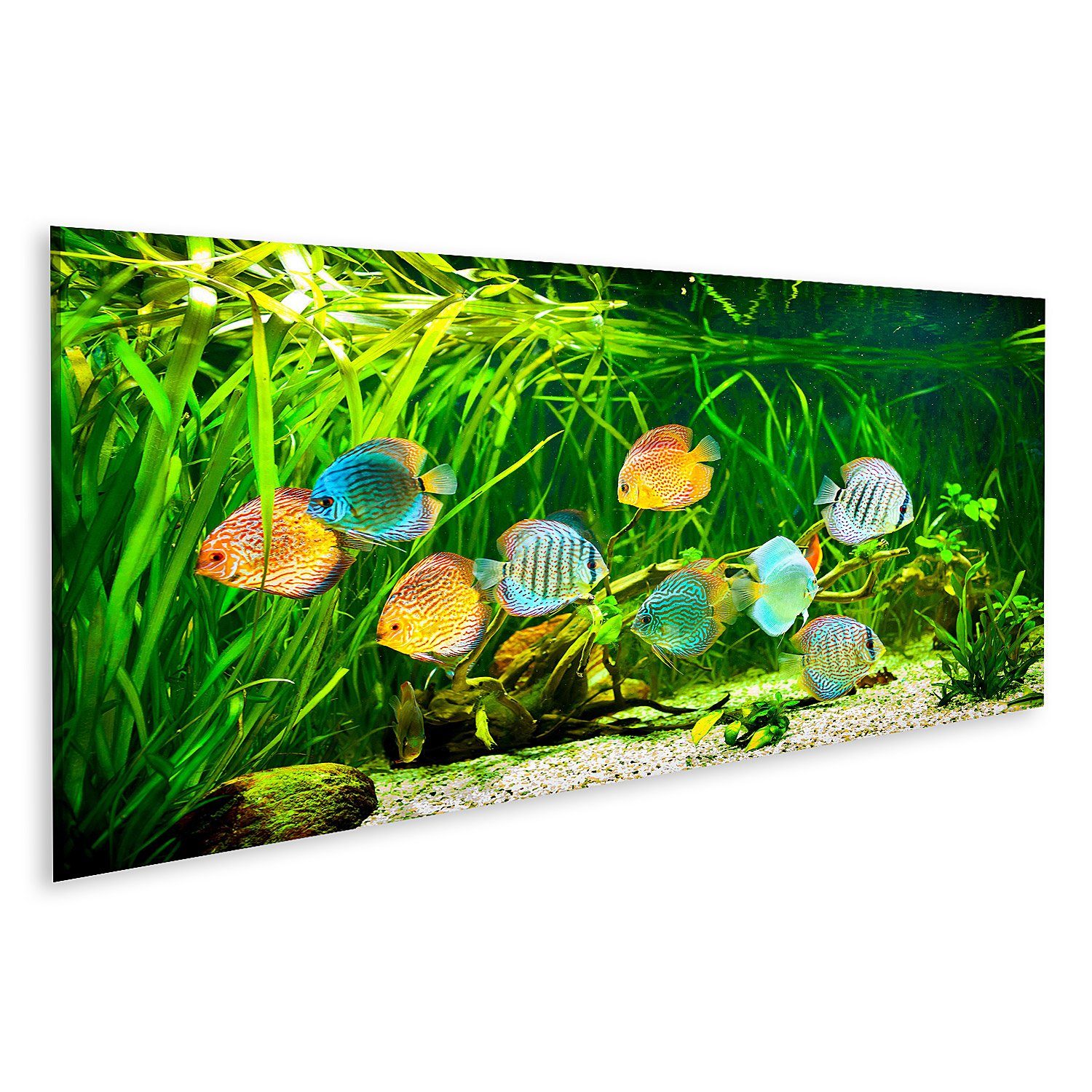 Leinwandbild Bild auf Leinwand Symphysodon Diskus in einem Aquarium auf einem grüne