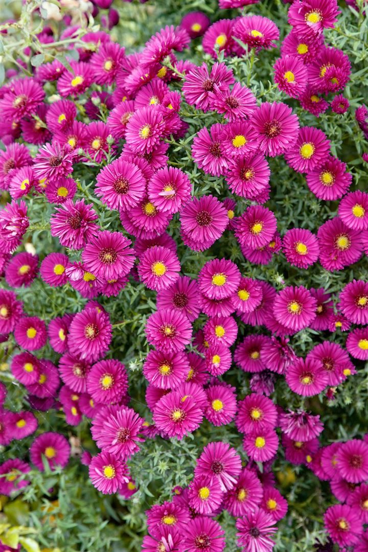 Pflanzen für Dich Staude Aster dumosus 'Jenny', 1 St., Kissen-Aster, Herbstaster – Bild 3 von 4