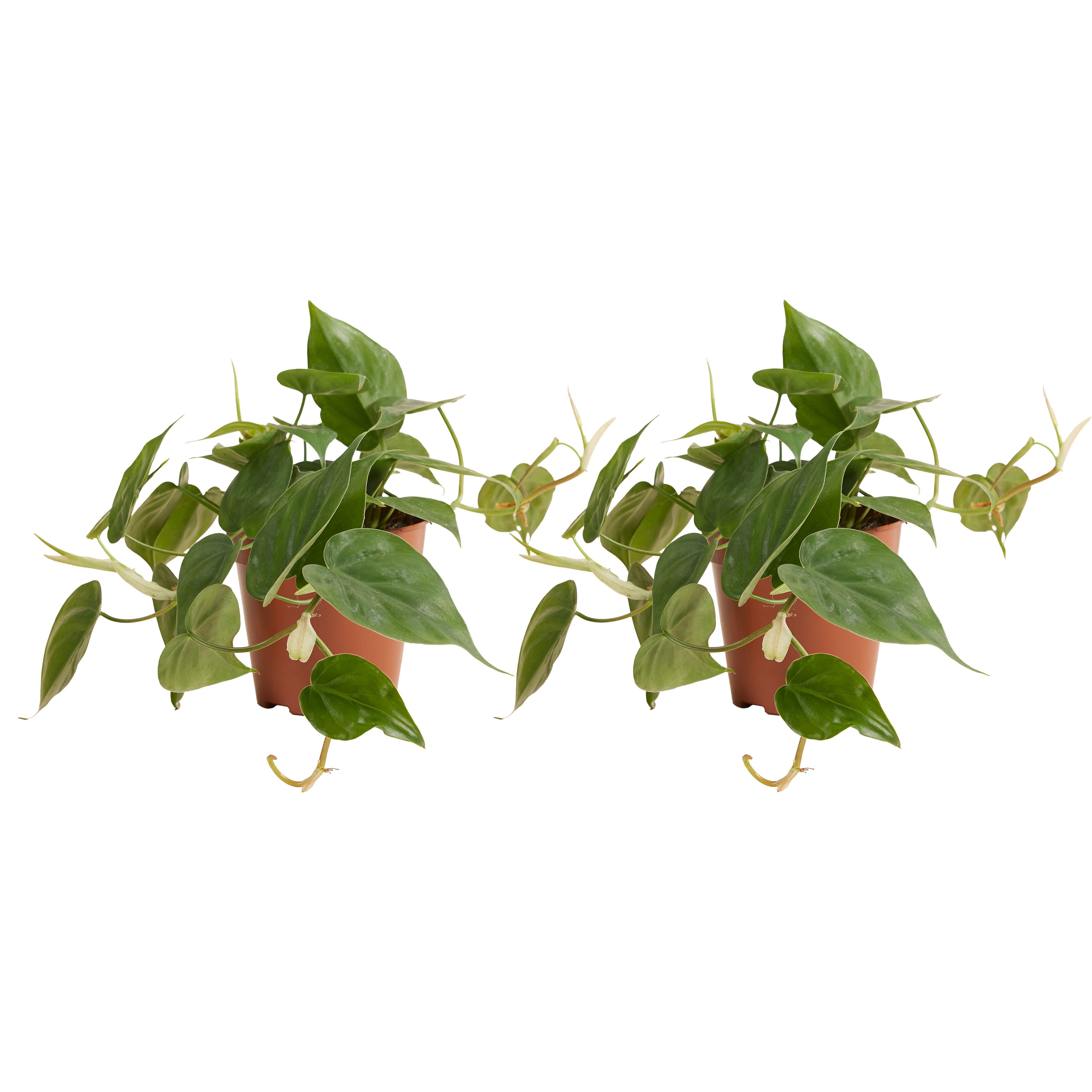 Bloomique Zimmerpflanze Bloomique - 2er-Set - Philodendron Scandens - Baumfreund - Auch als Kl, 2 St.