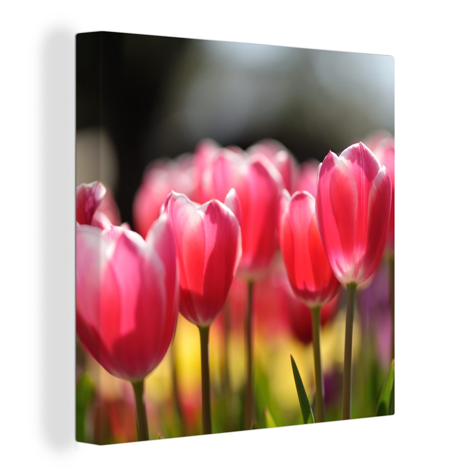 OneMillionCanvasses® Leinwandbild Rosa Tulpenblüten, (1 St), Leinwand Bilder für Wohnzimmer Schlafzimmer