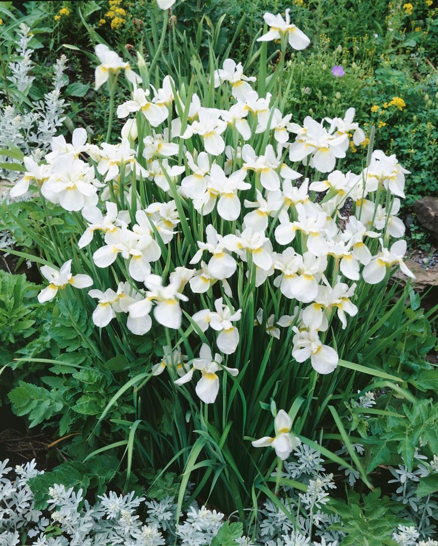 Pflanzen für Dich Staude Iris sibirica White Swirl, 1 St., Sibirische Schwertlilie