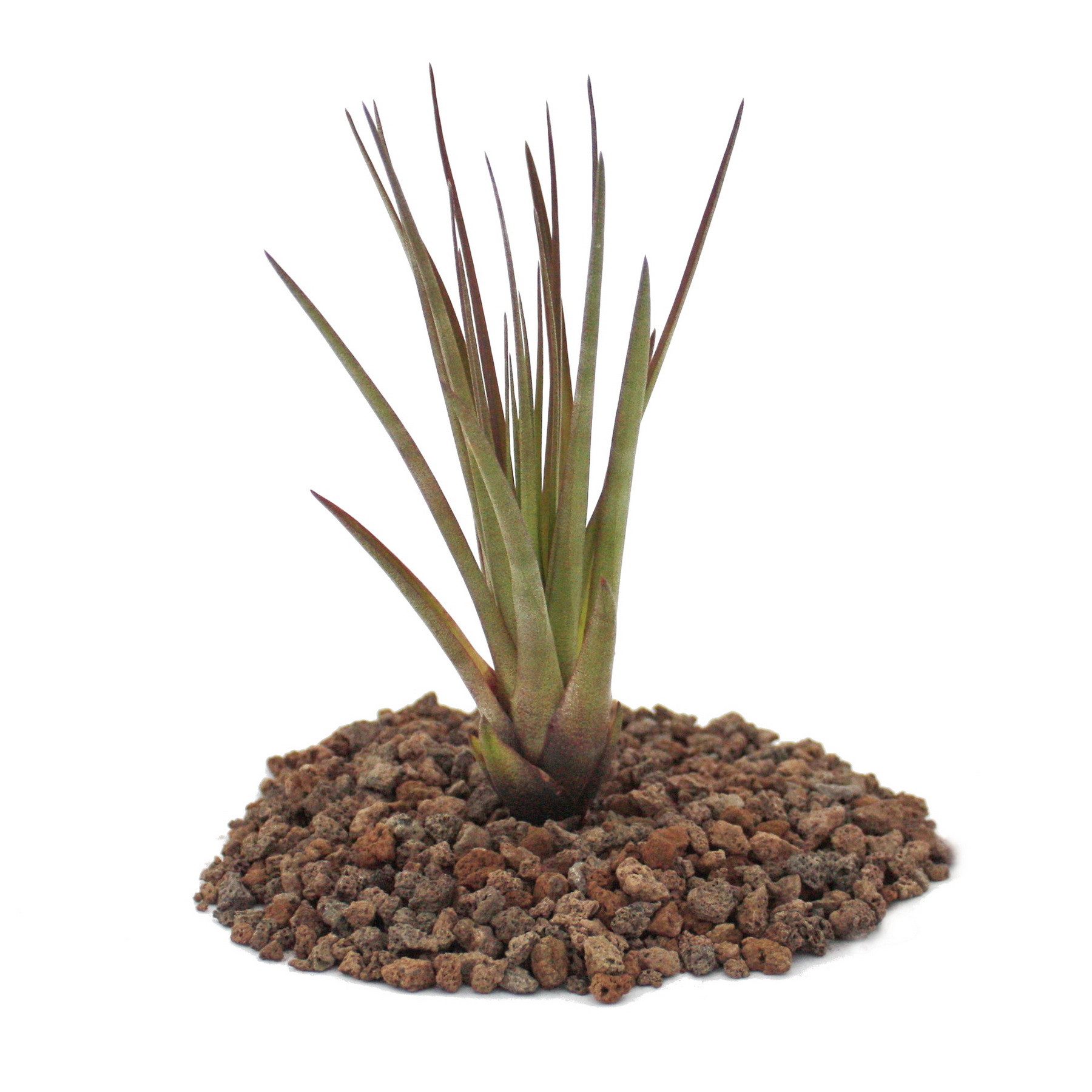 Exotenherz Zimmerpflanze Tillandsia melanocrater tricolor - lose Pflanze gross