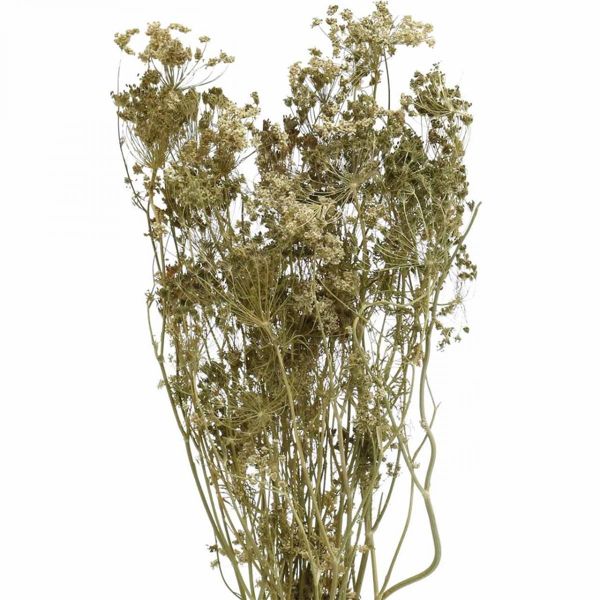 Trockenblume Trockenblumen Dill Natur Trockenfloristik Strauß 50cm 20 St