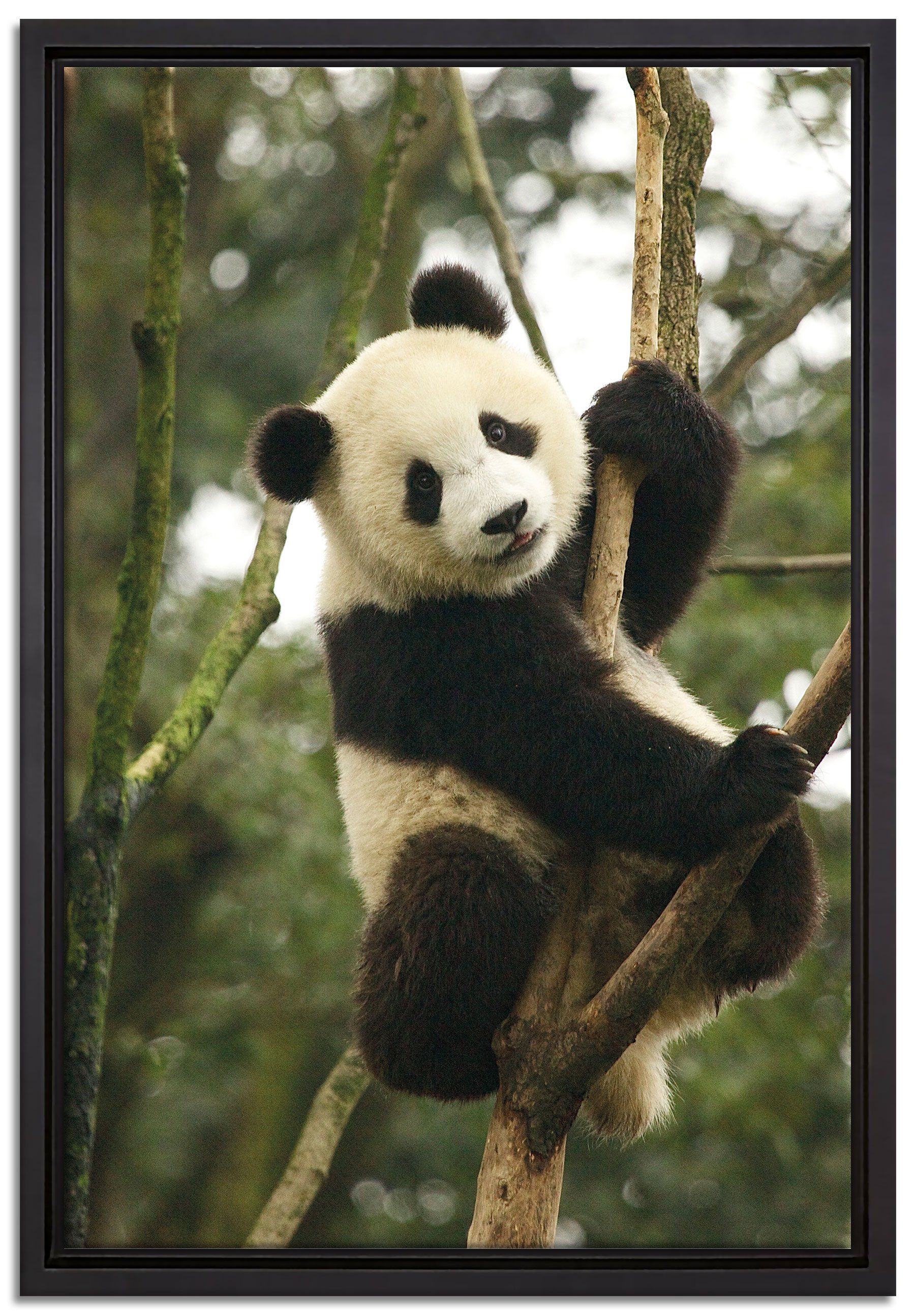 Pixxprint Leinwandbild niedlicher Pandabär auf Baum, Wanddekoration (1 St), Leinwandbild fertig bespannt, in einem Schattenfugen-Bilderrahmen gefasst, inkl. Zackenaufhänger
