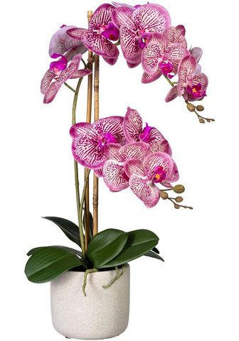 Creativ green Kunstorchidee »Phalaenopsis« Orchidee ...