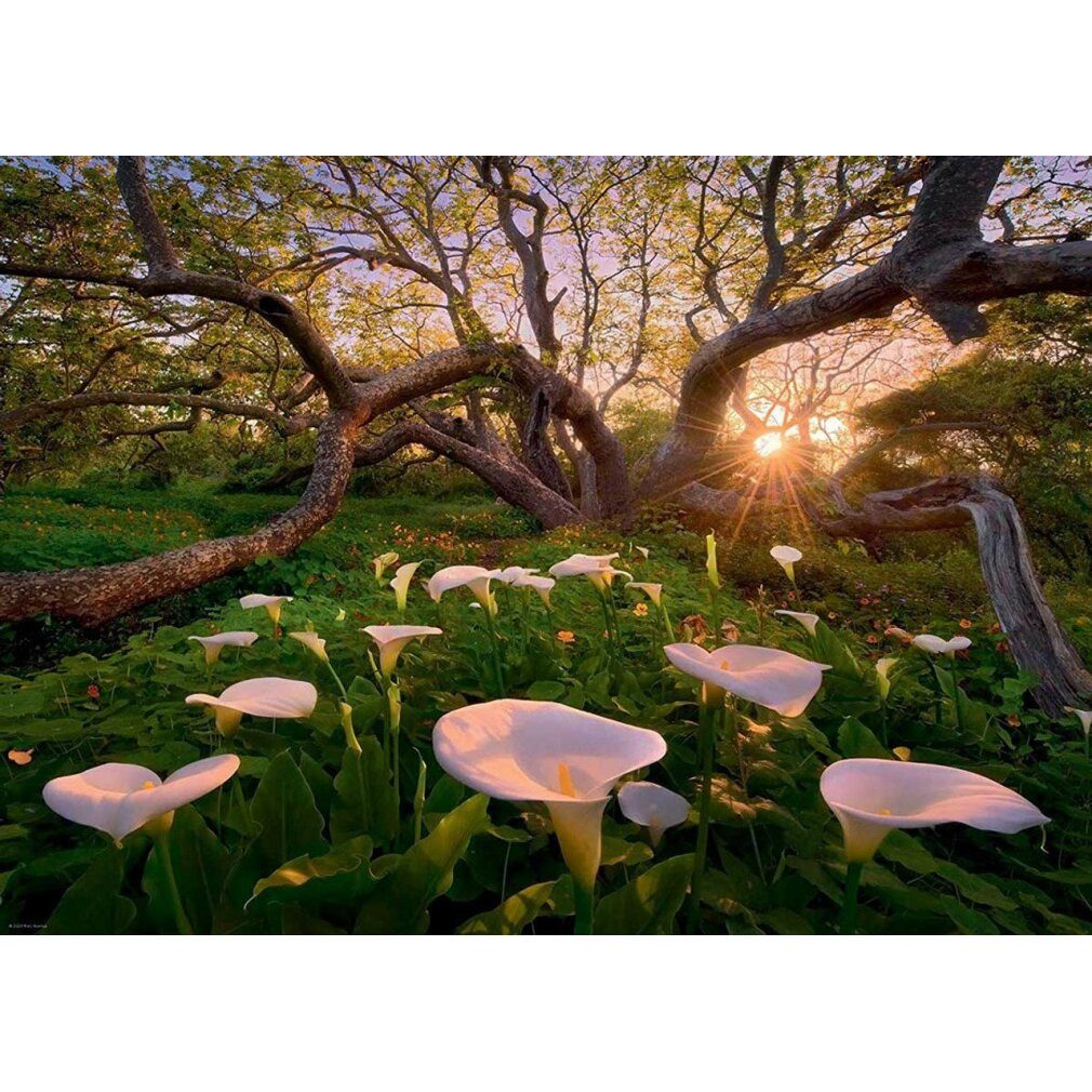 HEYE Puzzle 1000 Teile Puzzle - Zauberwälder: Calla Clearing, Puzzleteile