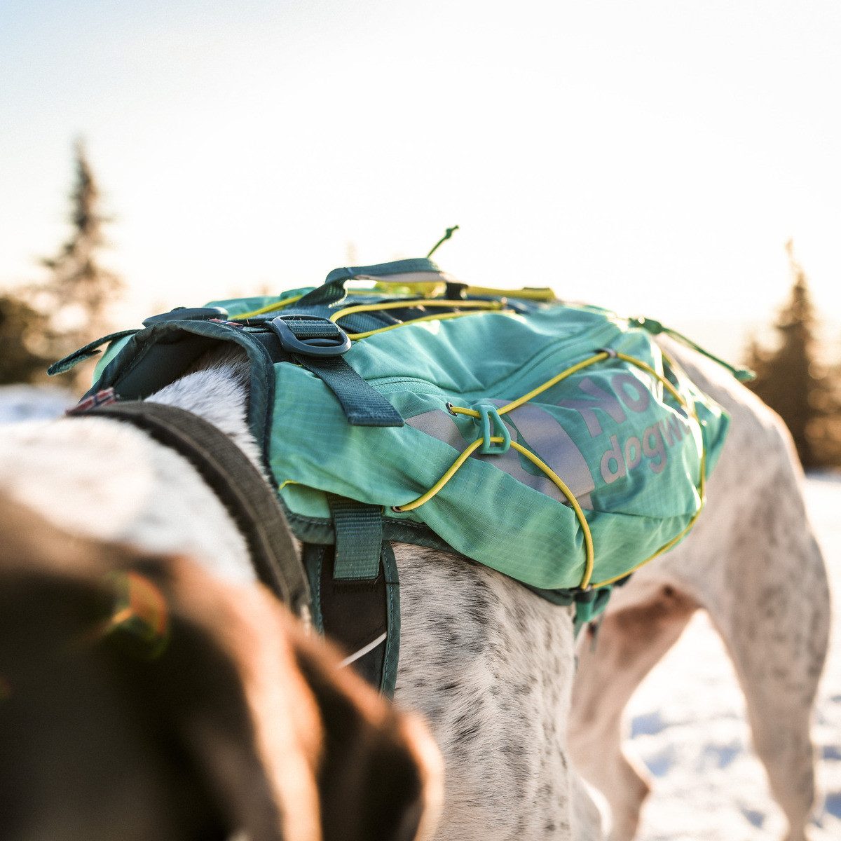 Non-stop dogwear Hunde-Geschirr Hunderucksack Trail Light Dog Backpack teal