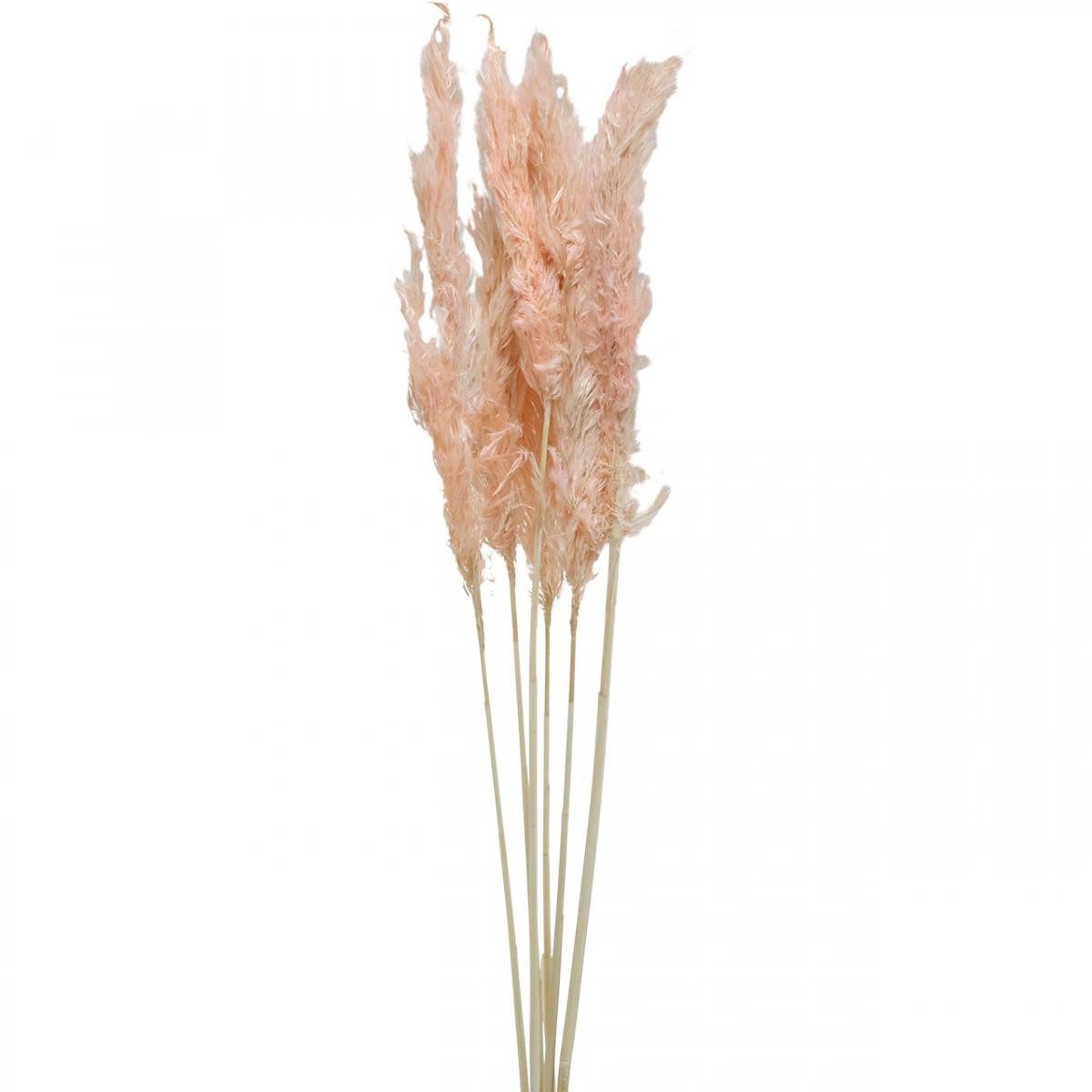 Trockenblume Rosa Pampasgras Trockenblumen Naturdeko 65-75cm 6 Stk