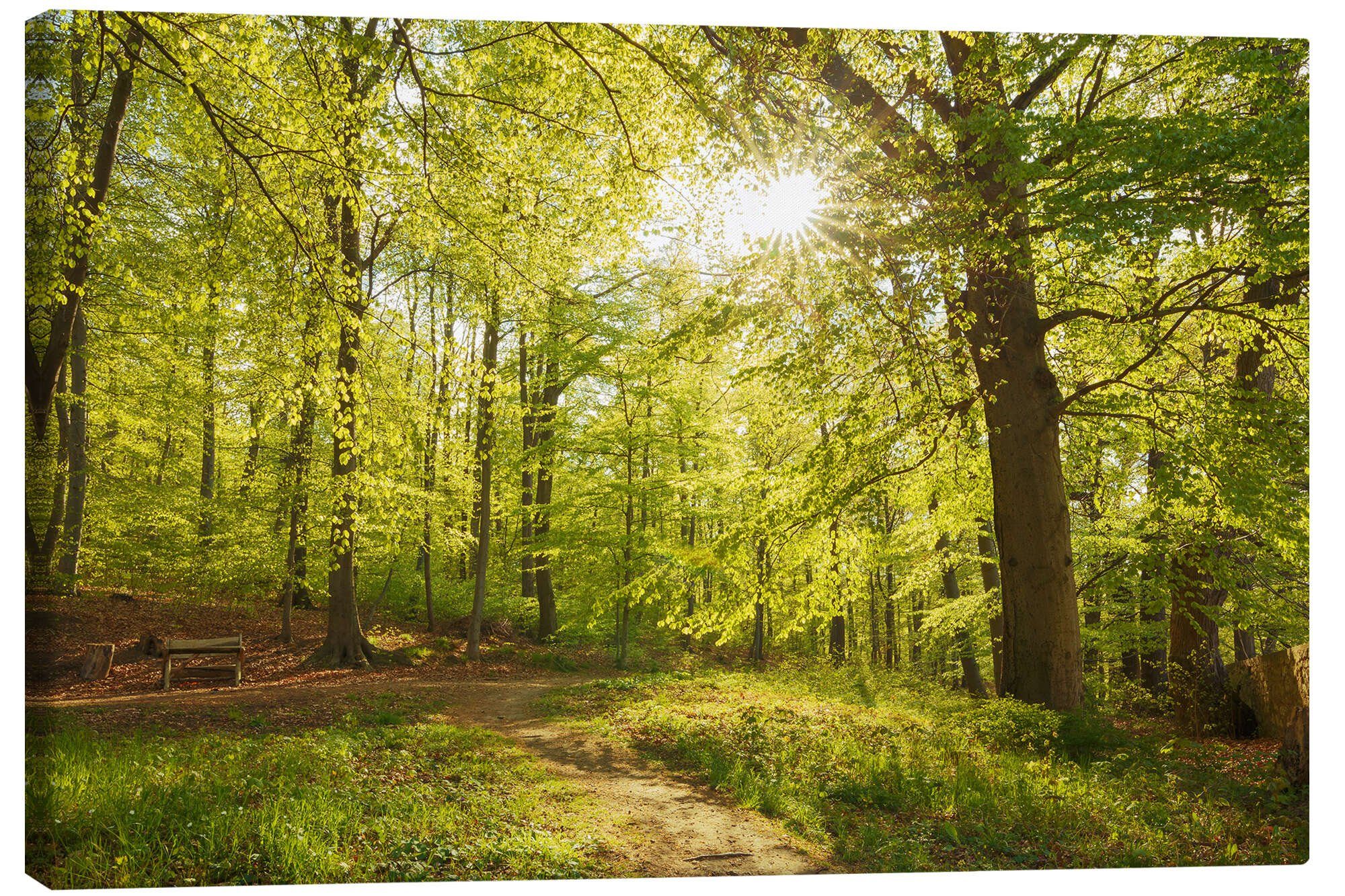 Posterlounge Wandbild Frühlingswälder mit Sonnenschein, Oliver Henze, erhältlich als Poster, Leinwandbild, Wandsticker oder Acrylglasbild