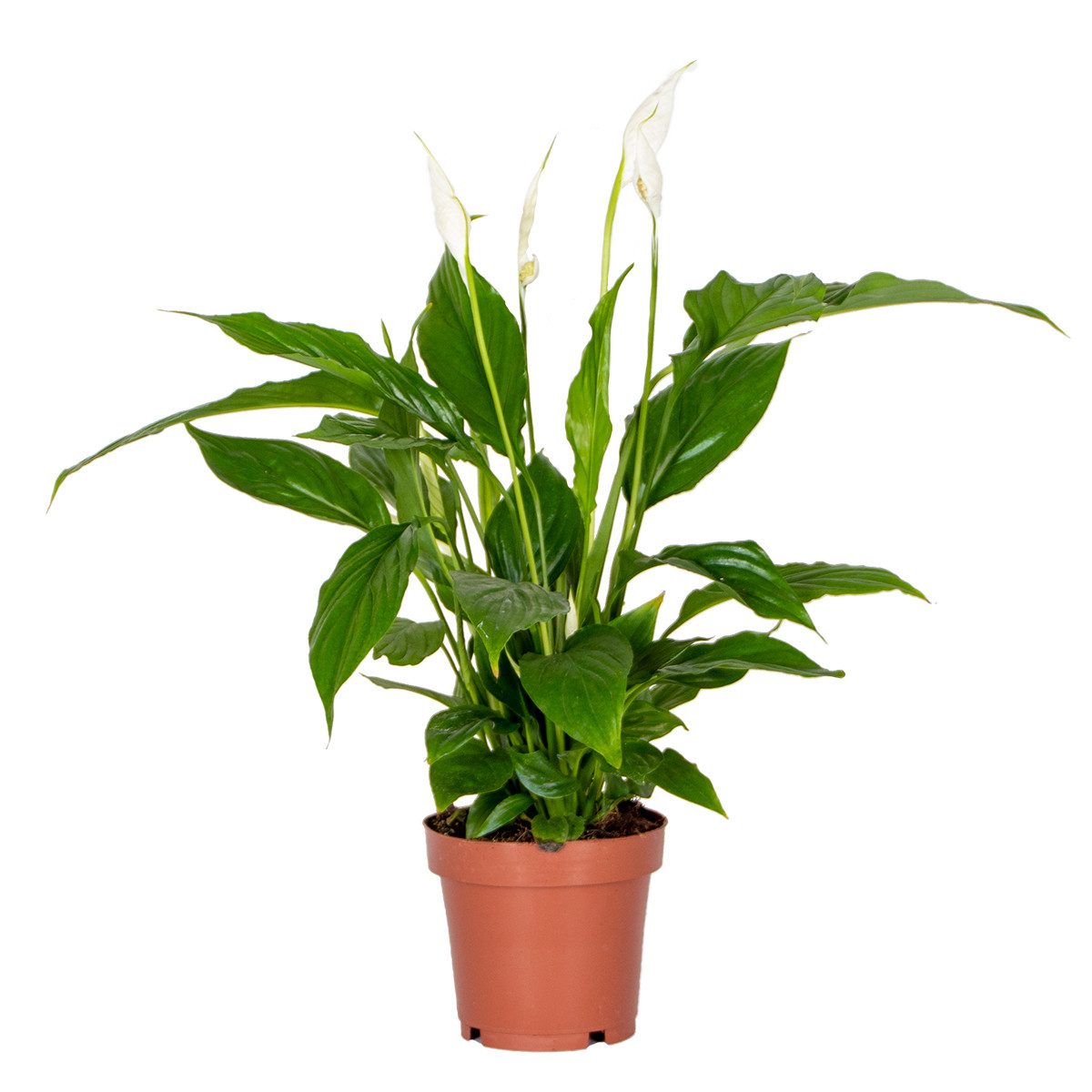 Bloomique Zimmerpflanze Bloomique - Spathiphyllum Torelli - Friedenslilie - Einblatt Zimmerpfl, 1 St.