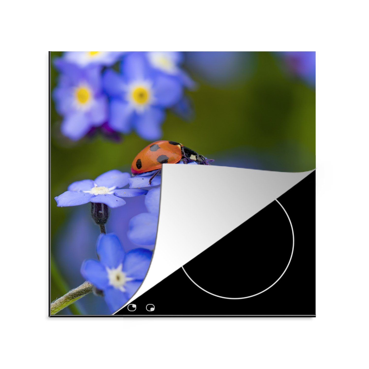 MuchoWow Herdblende-/Abdeckplatte Marienkäfer auf einer lila Blume, Vinyl, (1 tlg), 78x78 cm, Ceranfeldabdeckung, Arbeitsplatte für küche