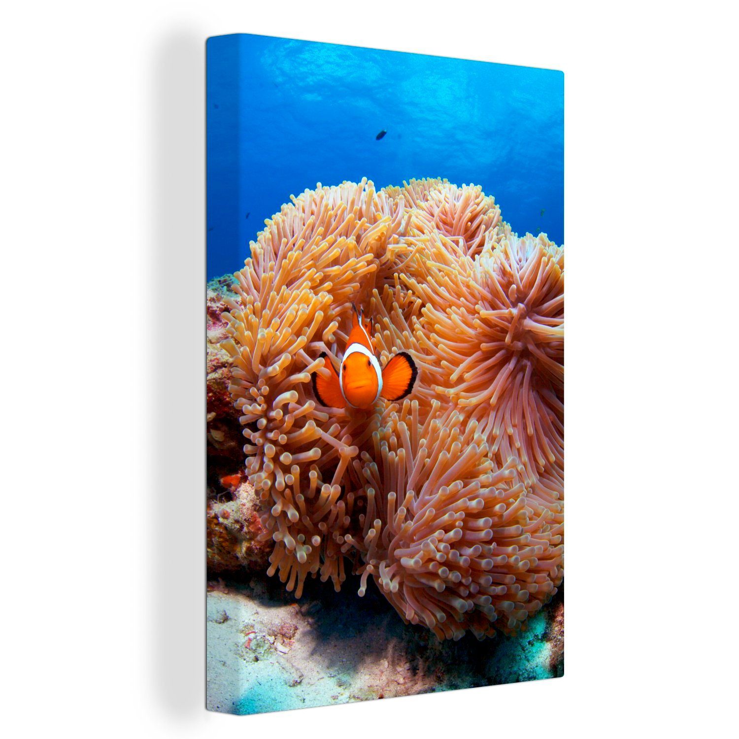 OneMillionCanvasses® Leinwandbild Nemo - St), Zackenaufhänger, (1 Fisch, cm - Anemone bespannt inkl. 20x30 Gemälde, Leinwandbild fertig