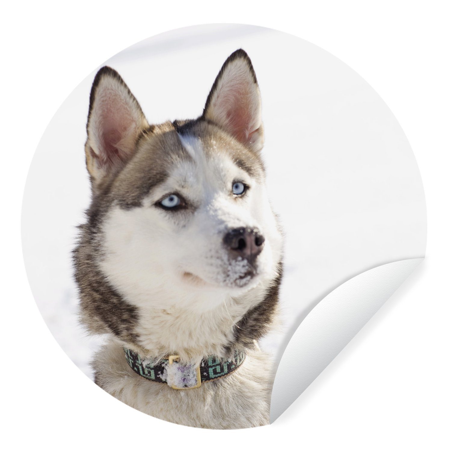 Wandsticker Schlittenhund Tapetenaufkleber, (1 Schnee Tapetenkreis im Rund, Kinderzimmer, Sibirischer Wohnzimmer St), für MuchoWow