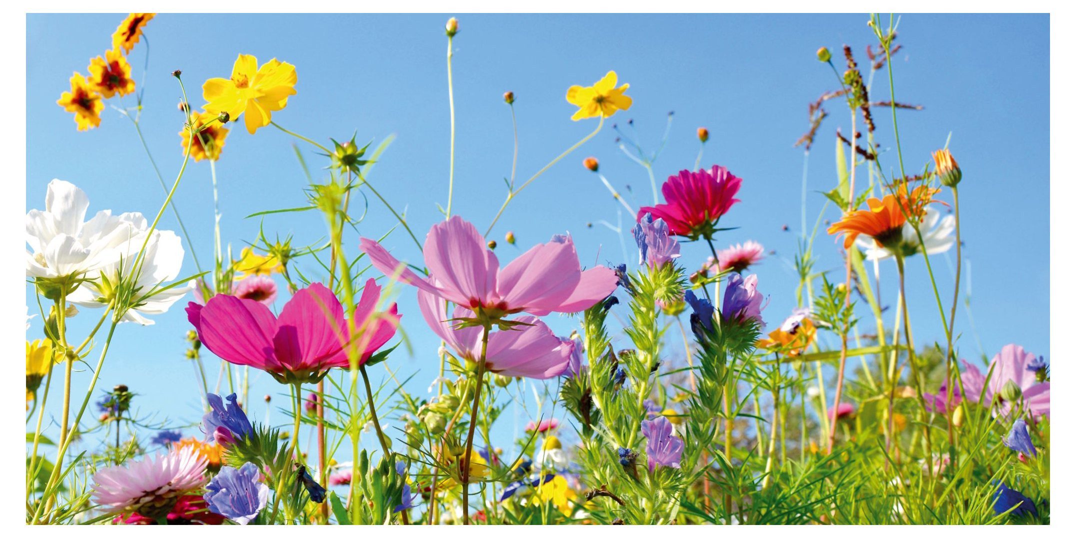 postkarten-universum.de Postkarte Panorama-Postkarte Faszination Erde "Blumenwiese", Erwachsene