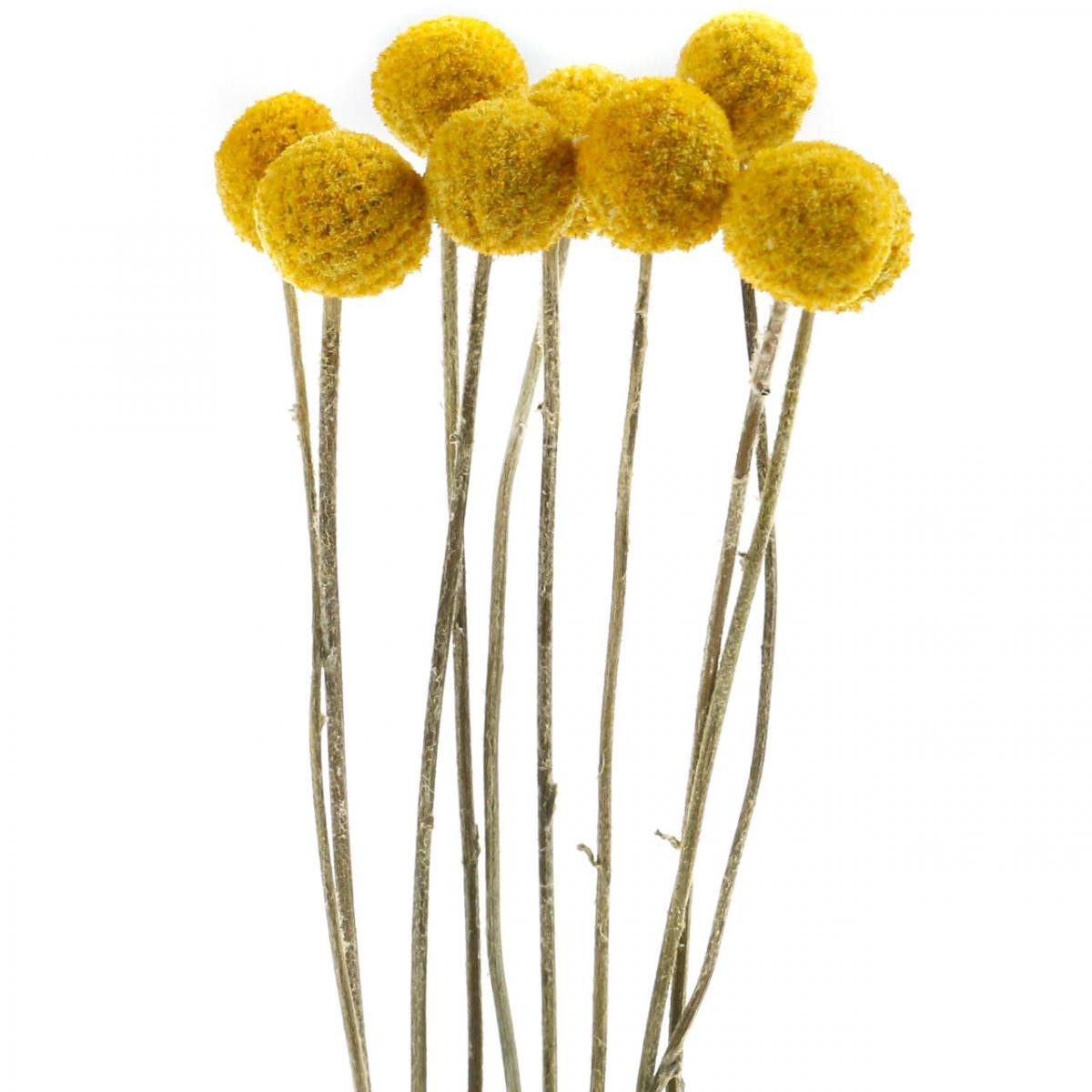 Trockenblume Craspedia Trockenblumen Gelb 70cm Deko günstig online kaufen