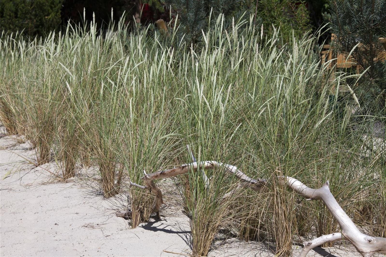 Pflanzen für Dich Gräser Ammophila arenaria, 1 St., Strandhafer, Helmgras, sandstabilisierend, dürreresistent