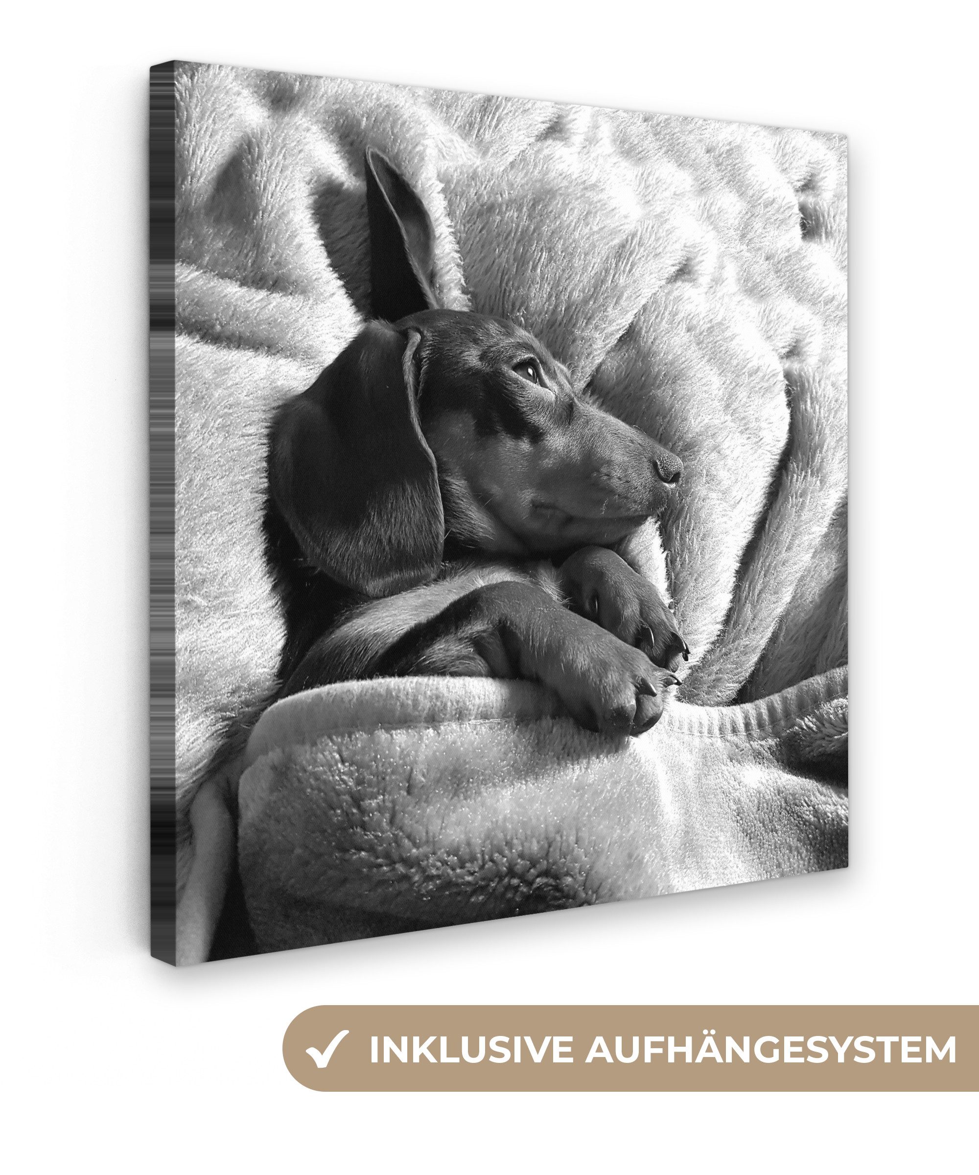 OneMillionCanvasses® Leinwandbild Niedlicher Dackel liegt unter der Bettdec günstig online kaufen