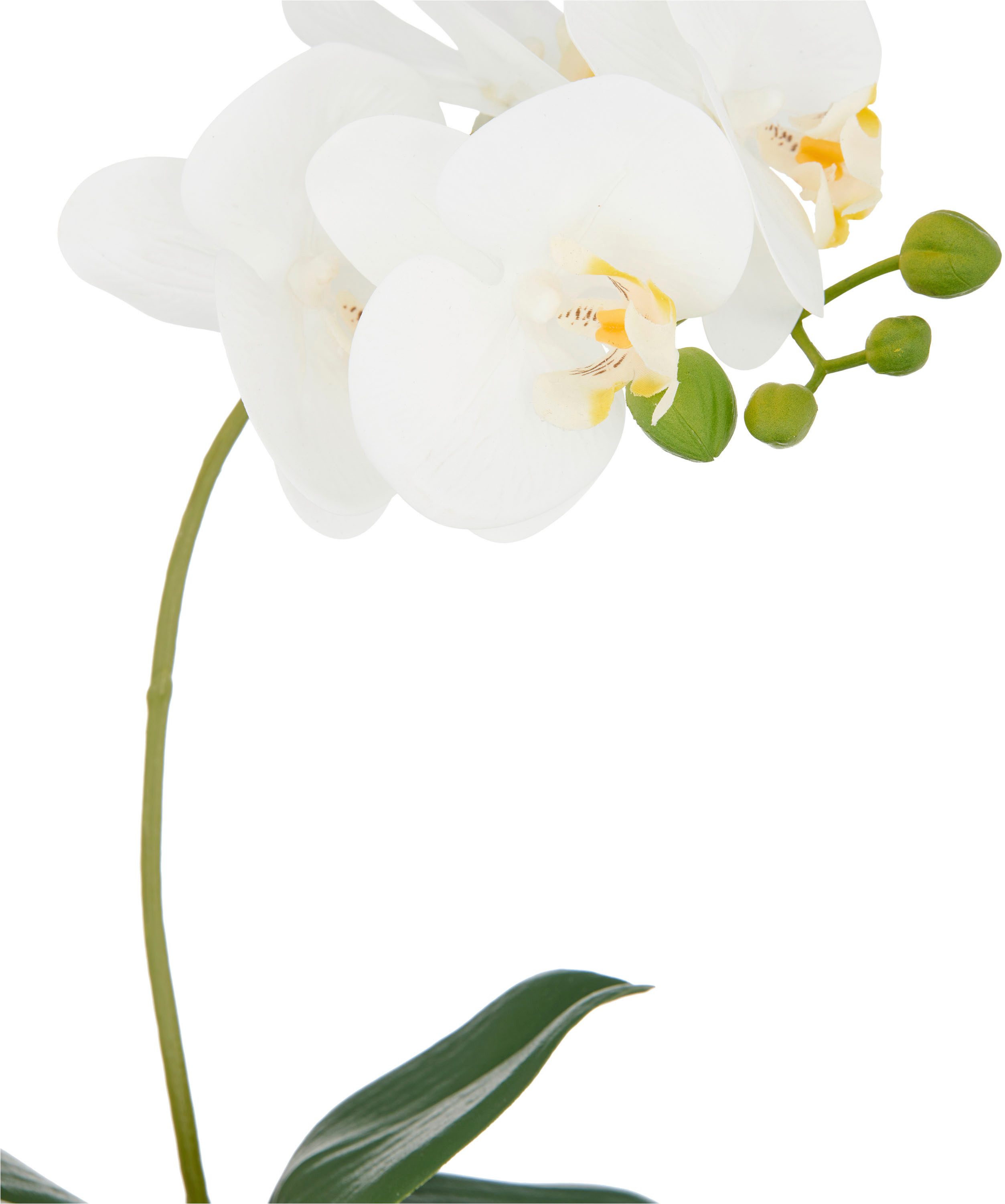Kunstorchidee Phalaenopsis, Creativ green, Höhe 36 cm, mit Real-Touch-Blüten
