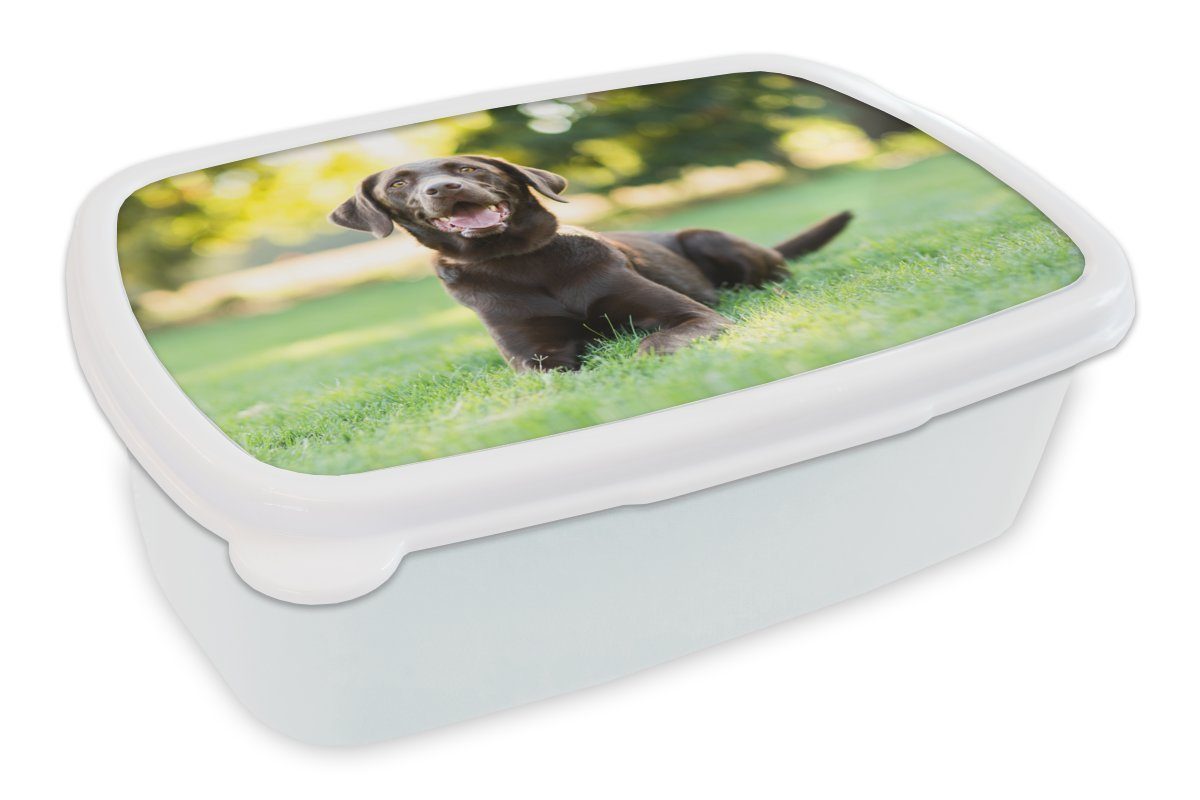 Kinder Erwachsene, im Kunststoff, MuchoWow Brotbox Brotdose, Gras, für Ein und Retriever für Lunchbox liegt (2-tlg), Jungs Labrador Mädchen weiß und