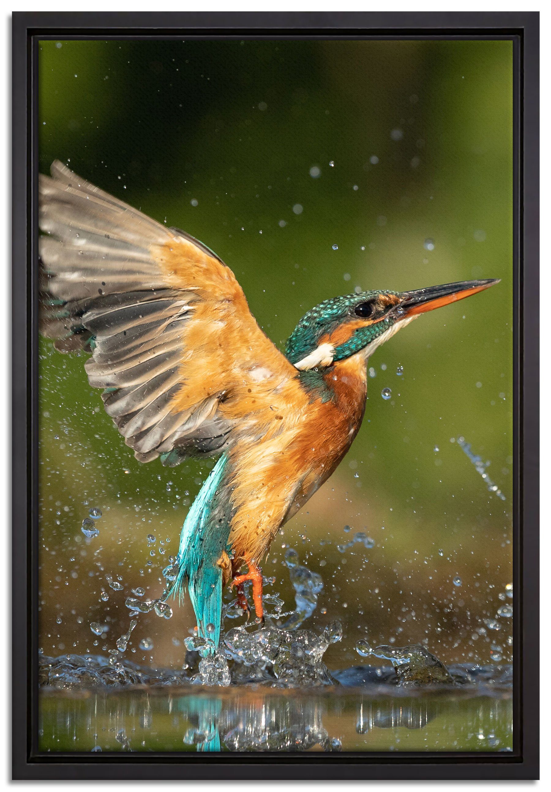 Pixxprint Leinwandbild Eisvogel auf der Jagd nach Fischen, Wanddekoration (1 St), Leinwandbild fertig bespannt, in einem Schattenfugen-Bilderrahmen gefasst, inkl. Zackenaufhänger