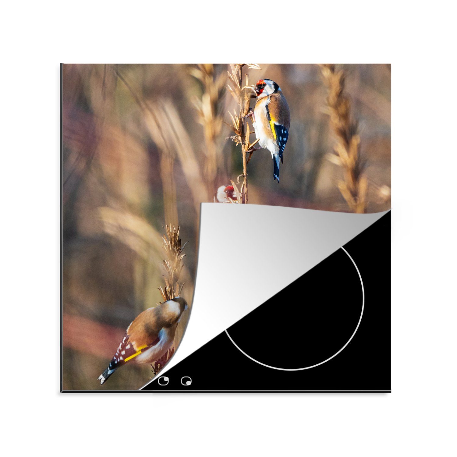 MuchoWow Herdblende-/Abdeckplatte Vögel - Äste - Wald, Vinyl, (1 tlg), 78x78 cm, Ceranfeldabdeckung, Arbeitsplatte für küche