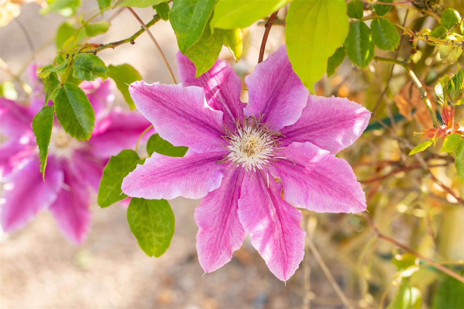 Pflanzen für Dich Kletterpflanze Clematis Bees Jubilee, 1 St., Clematis, Waldrebe, zweifarbig, langblühend