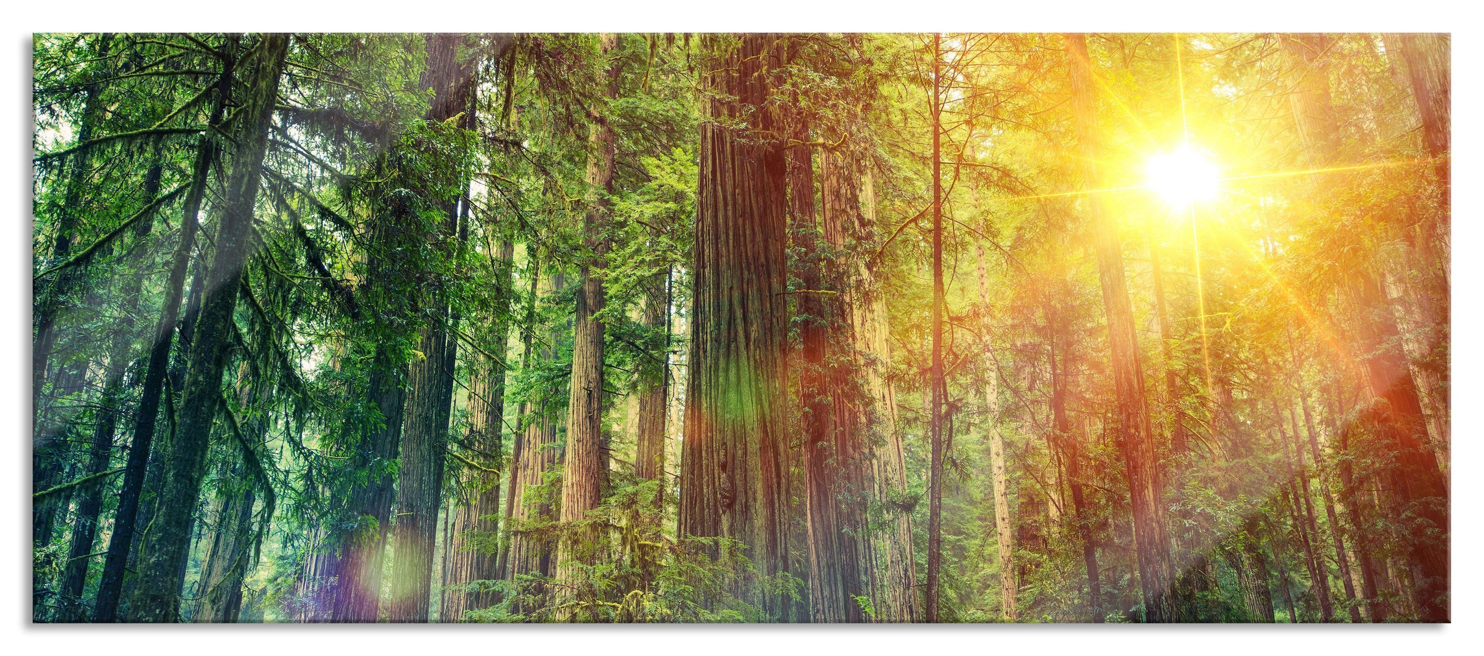Wald Sonnenlicht aus Pixxprint Glasbild Abstandshalter bei Echtglas, Aufhängungen St), bei Glasbild und (1 inkl. Sonnenlicht, Wald