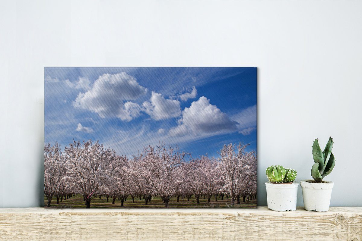 OneMillionCanvasses® (1 Himmel, Wanddeko, Aufhängefertig, Leinwandbild St), Mandelbäume Wandbild klarem Leinwandbilder, 30x20 cm unter