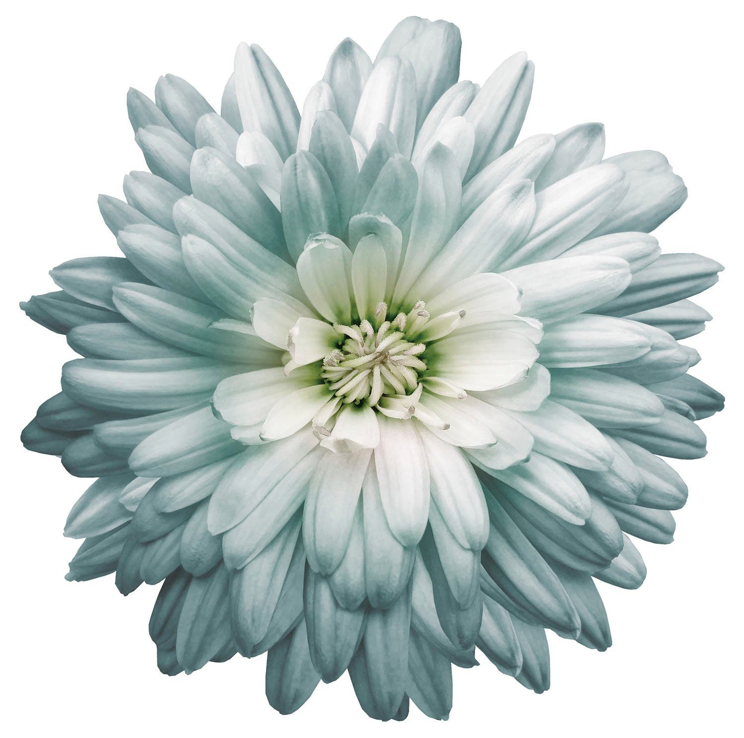 Blumen Wandtattoos online kaufen » Blumen Wandsticker | OTTO