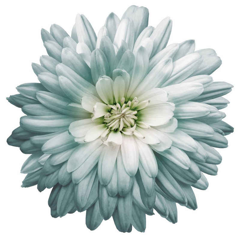 Blumen Wandtattoos online kaufen » Blumen Wandsticker | OTTO
