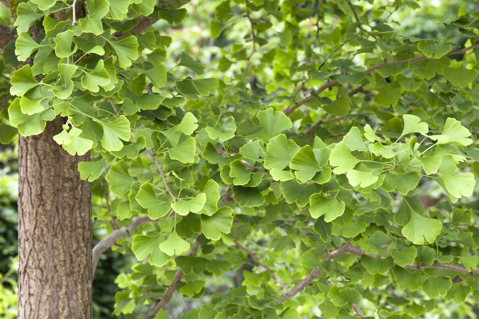 Pflanzen für Dich Konifere Ginkgo biloba, 1 St., Ginkgobaum, Fächerblattbaum, zweihäusig, fächerförmige Blätter