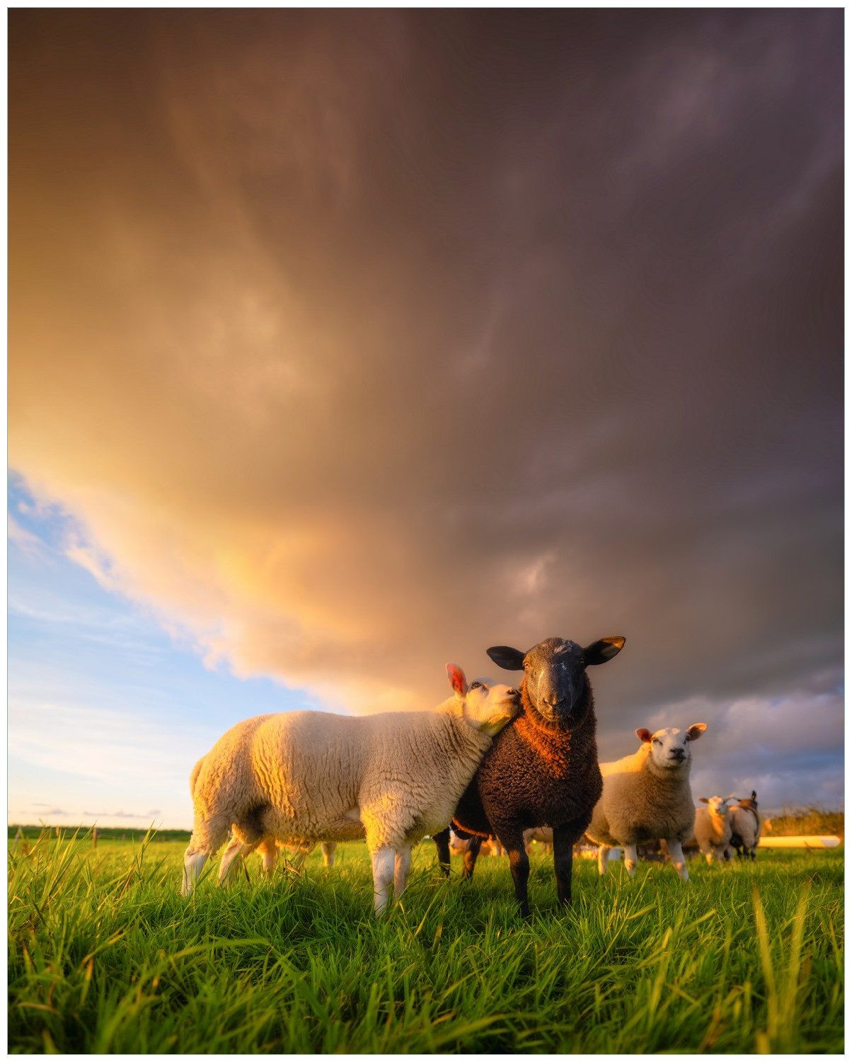 Wallario Poster, Schafherde im Abendlicht, in verschiedenen Ausführungen