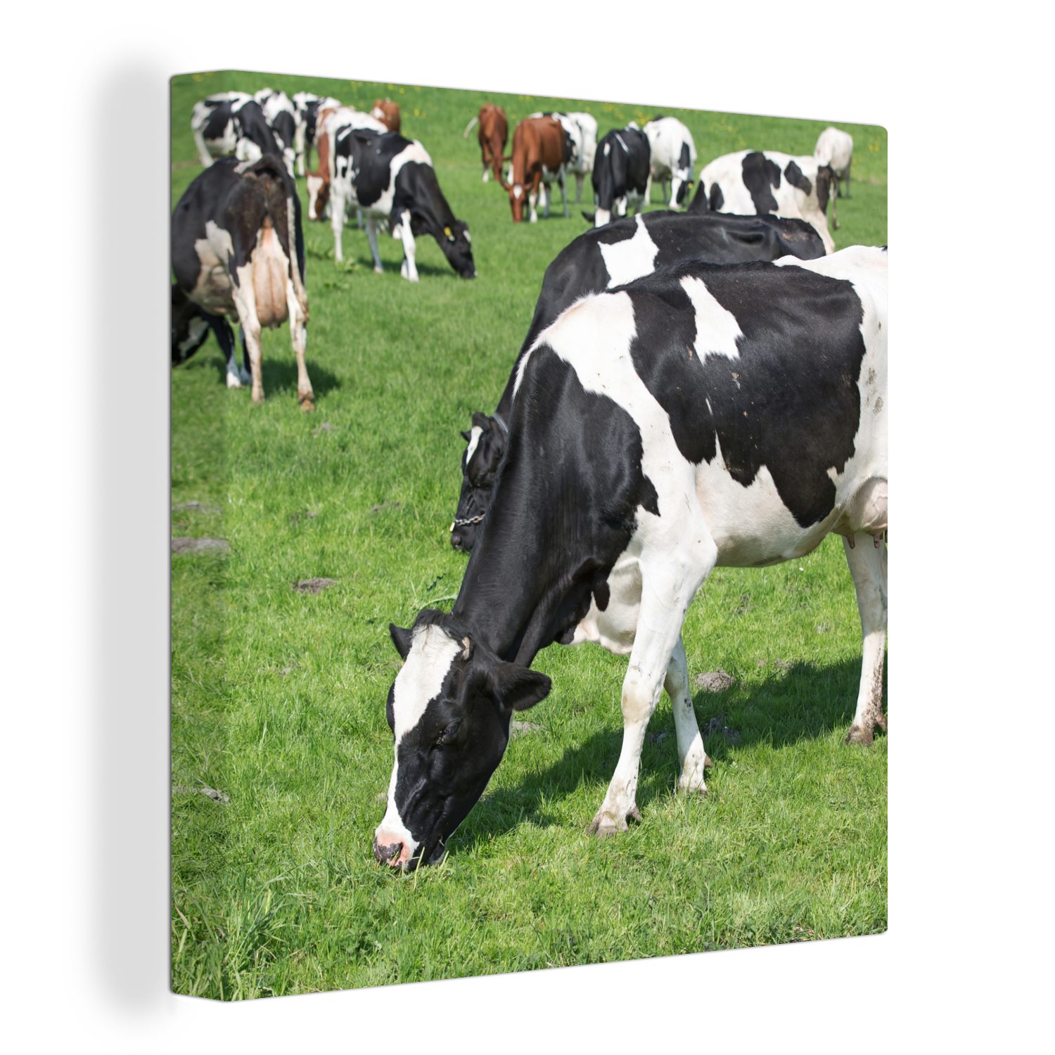 OneMillionCanvasses® Leinwandbild Kuh - Tiere - Gras - Sonne, (1 St), Leinwand Bilder für Wohnzimmer Schlafzimmer