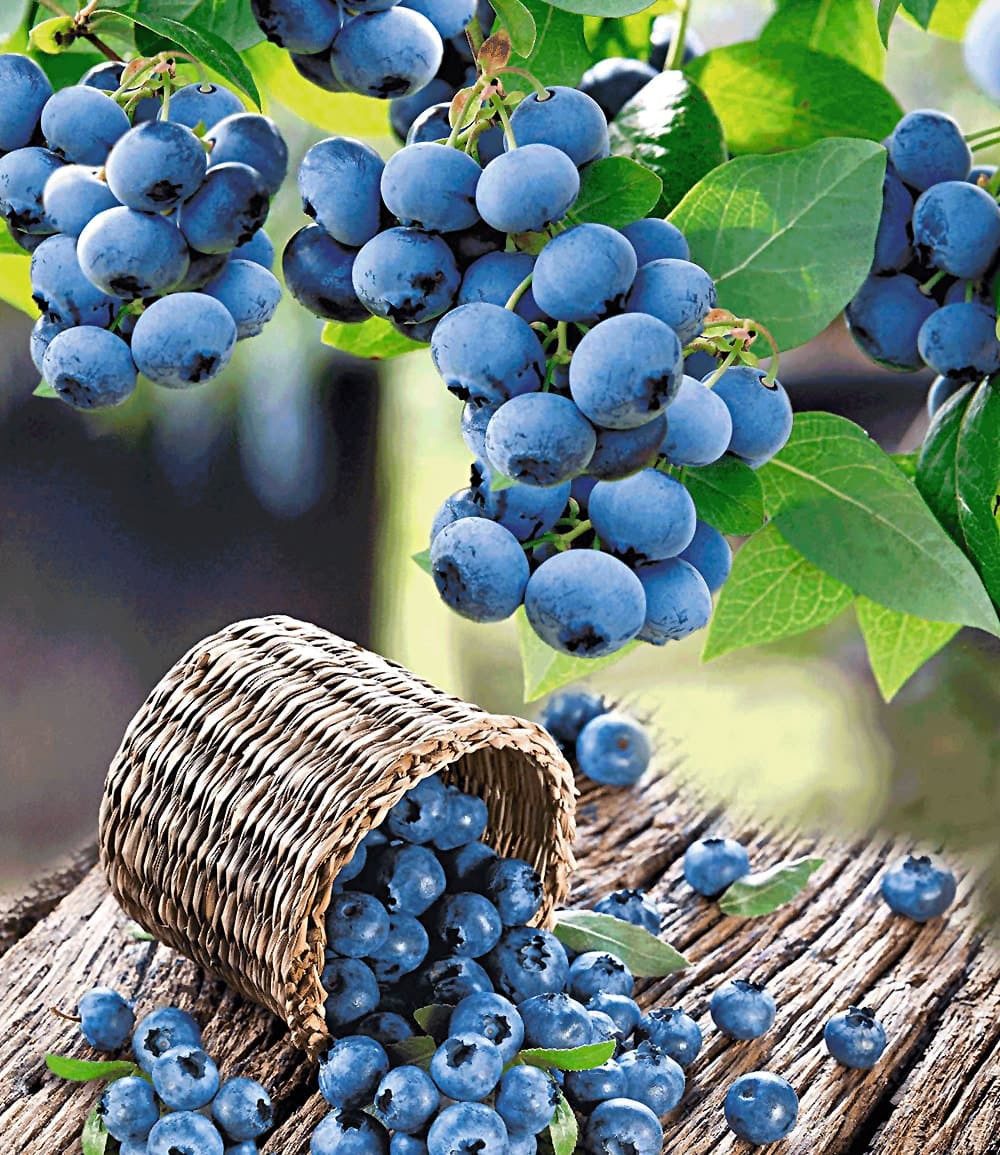 BALDUR Garten Obstpflanze Heidelbeer-Sortiment zum Vorteilspreis, 2 St., Trauben-heidelbeere,winterhart, mehrjährig – Bild 2 von 5