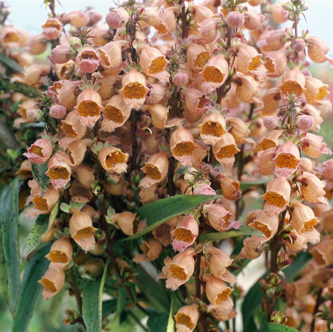 Pflanzen für Dich Staude Digitalis parviflora, 1 St., Kleiner Fingerhut, Braunroter Fingerhut