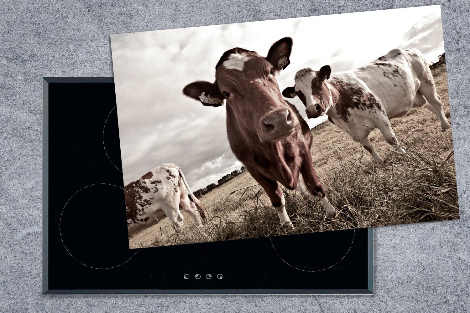 Kühe auf Herdblende-/Abdeckplatte Feld (1 die Sepia-Fotodruck, 81x52 für küche, Vinyl, cm, Ceranfeldabdeckung Induktionskochfeld einem Schutz tlg), MuchoWow