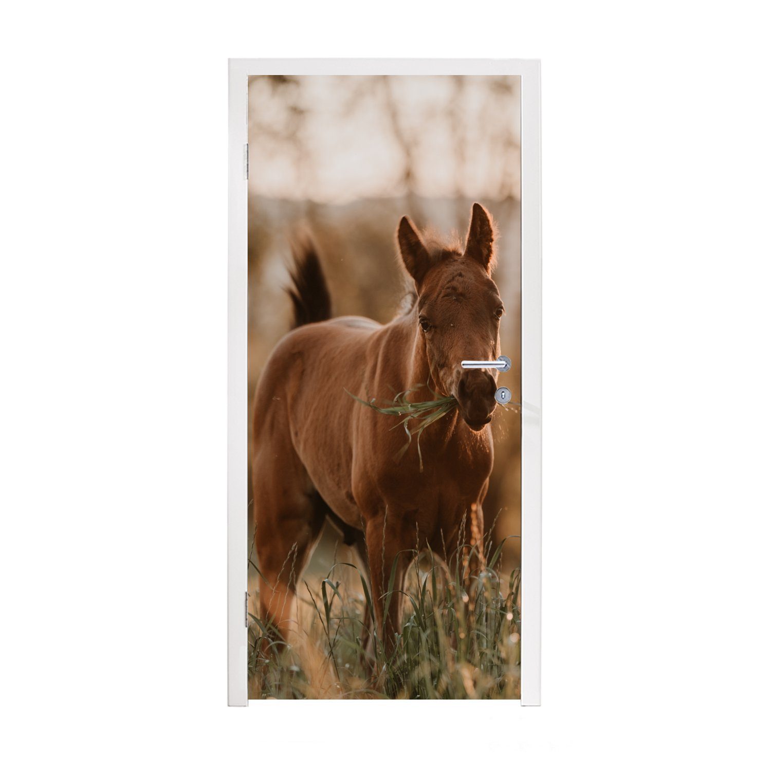 MuchoWow Türtapete Pferd Fototapete St), Türaufkleber, cm Tür, Gras, bedruckt, Sonne 75x205 Matt, (1 für - 