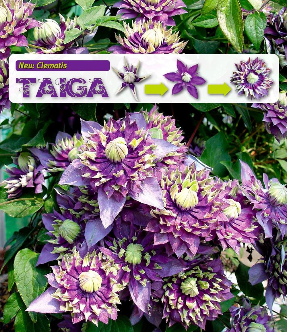 BALDUR Garten Zierstrauch Clematis 'Taiga®', 1 St., Duftclematis,winterhart, mehrjährig