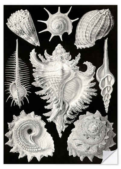 Posterlounge Wandfolie Ernst Haeckel, Vorderkiemerschnecken, Prosobranchia (Kunstformen der Natur, 1899), Malerei