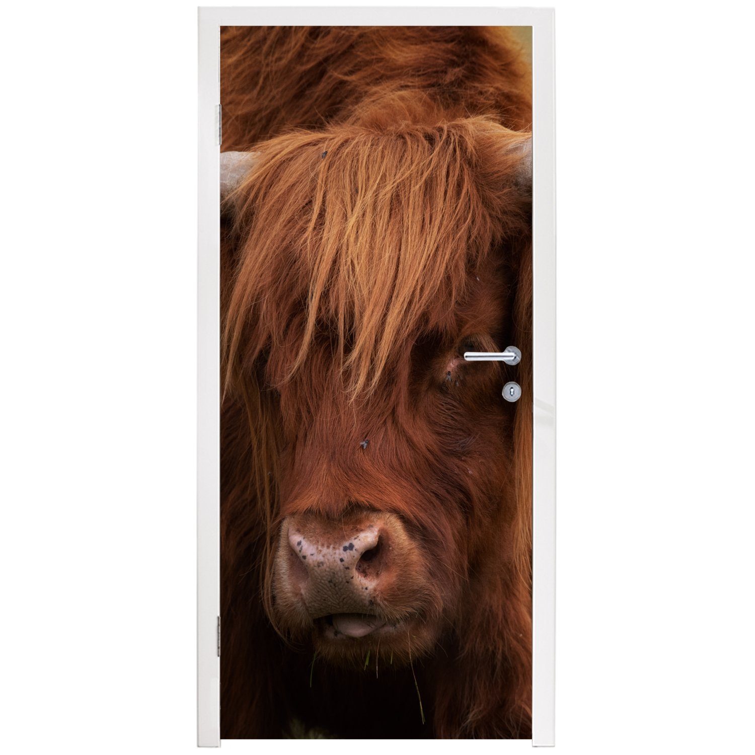 Fototapete Türaufkleber, Türtapete - (1 St), bedruckt, cm 75x205 MuchoWow für Orange Matt, Tiere, Tür, - Highlander Schottischer