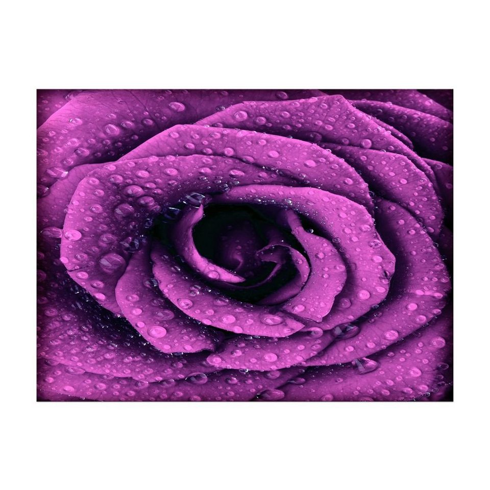 Leinwandbild Lila Rose mit Tropfen