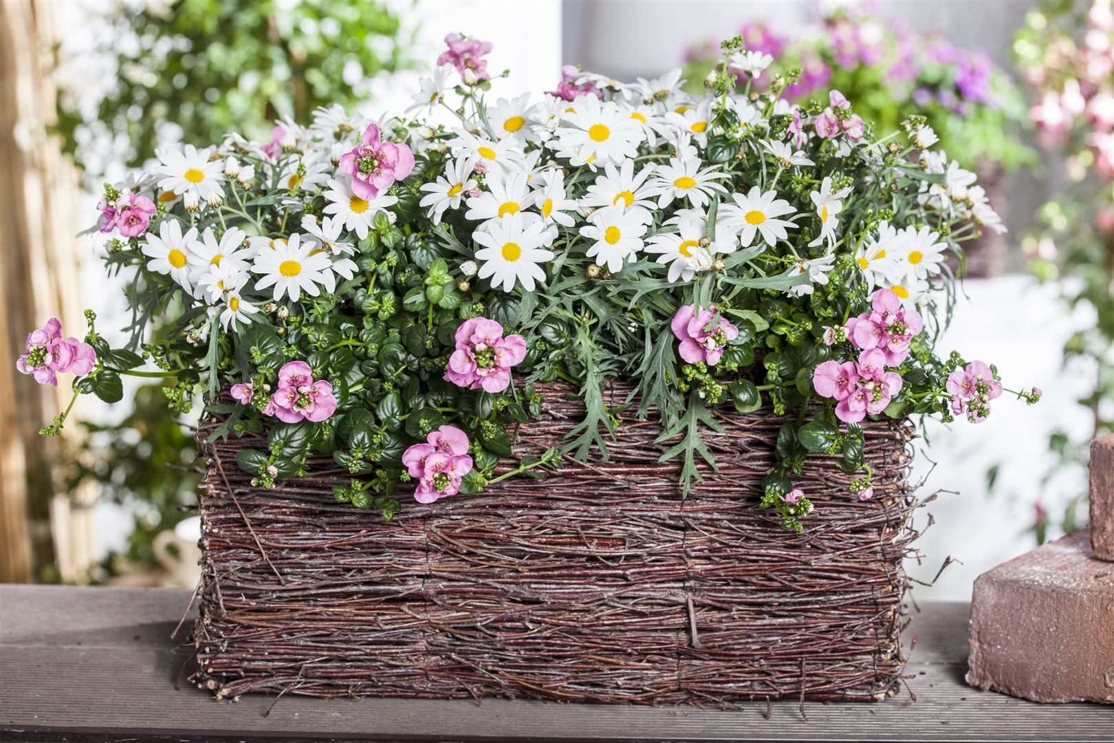 Pflanzen für Dich Staude Leucanthemum vulgare, 1 St., Margerite, Wiesen-Margerite, Gemeine Margerite